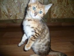 Pedigree Bengal Kittens For Sale