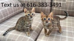 Cute Bengal Kittens Need Loving Homes now