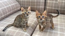 Boy and Girl Bengal Kittens for sale