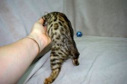 lovely and adorable bengal kittens