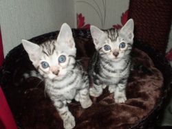 Sweet Bengal kittens for good homes