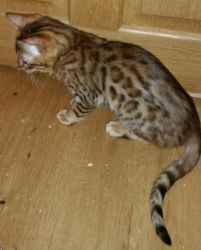 Cute Socialized Bengal Kittens Available