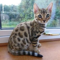 Sweet Bengal kittens available