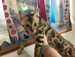 female bengal ready for a new home