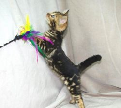 Pedigree Bengals From Heart Screened Cats. Ready.