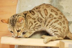 Brown Rosetted Bengal