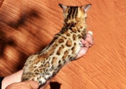 Bengal Kittens With Good Markings