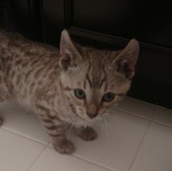 Two Beautiful Bengal Kittens: “Snow” and “Brown”, 17 week old brothers