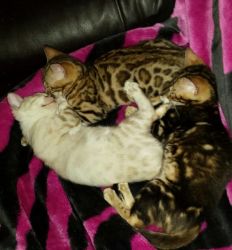 purebred TICA bengal kittens registered breeder