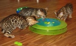 Tica brown spoted Rosetted Bengal Kittens ready