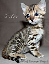 Stunning Bengal Kitten Male!