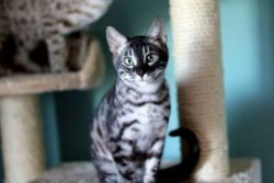 Silver Charcoal Male Bengal