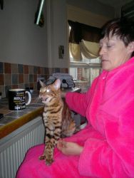 Bengal kittens for sale male and female ready now .