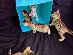 Bengal Pure Breaded Kittens
