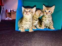 Bengal Pure Breaded Kittens for sale