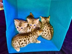 12 weeks old Bengal Kittens for sale