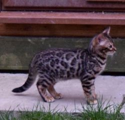Bengal Kittens For Sale! - Ready Now!!