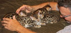 Male and female Bengal kittens are now up