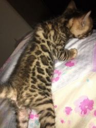 Stunning Bengal Kittens Male,female Ready Now