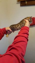 4 Adorable Bengal Kittens Available