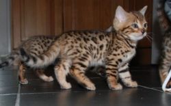 Brown Spotted Bengal kittens for sale