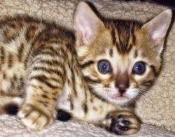 Bengal Male Kitten