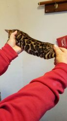 BENGAL KITTENS AVAILABLE