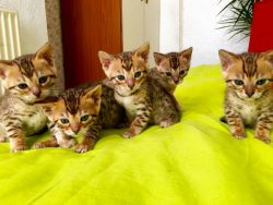 Bengal kittens for sale
