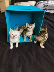 Brown Rossetted Kittens