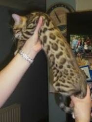Adorable Akc registered Bengal kittens for adoption..
