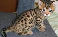 Nice and Cute Bengal Kittens