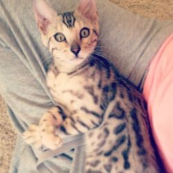 Eloquent Female Bengal Kitten