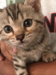 Beautiful Bengal Kitten for sale
