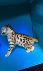 Bengal Best Breed Kittens for sale