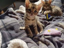 Present.Male And Female Bengal kittens For Sale Now Ready To Go Home.