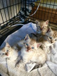 Well Train Male And Female Bengal Kittens For Sale