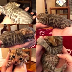 TICA registered BENGAL Kittens