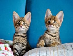 Beautiful Bengal Cross Kittens