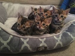 Beautiful Brown Rosetted Bengal Kittens - Photo 3Beautiful Brown Roset