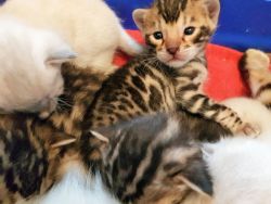 5 Pedigree Bengal Kittens Available (active)