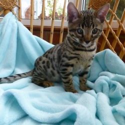 very pretty, lovely and awesome young brown Bengal