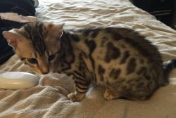 Bengal kittens for sale.