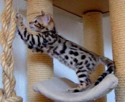 Admirable Bengal Kittens Available for sale
