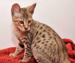 Beautiful Pedigree GCCF Registered Bengal kittens