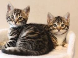 Bengal Pedigree Kittens