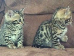 black and gold Bengal Kittens