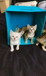 my loving kittens available for sale