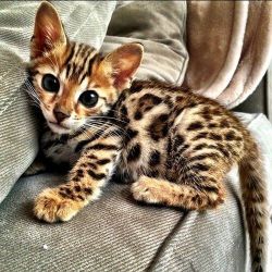 Registered Bengal kittens for Adoption