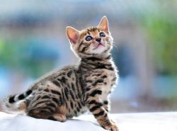 Tica Rosetted Bengal Kittens for Sale