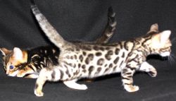 Charming and Beautiful Bengal Kittens available for sale.